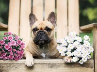 6 NAJSKUPLJIH I NAJZAHTEVNIJIH rasa pasa