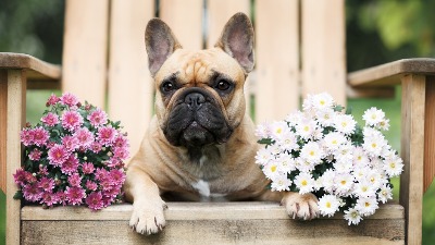 6 NAJSKUPLJIH I NAJZAHTEVNIJIH rasa pasa