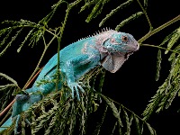 ŠOK PRIZOR: Iguane PADAJU sa drveća usled niskih temperatura (VIDEO) 