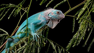 ŠOK PRIZOR: Iguane PADAJU sa drveća usled niskih temperatura (VIDEO) 