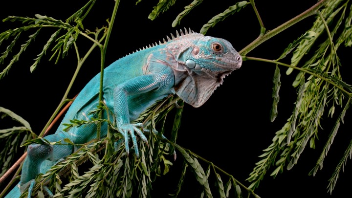 ŠOK PRIZOR: Iguane PADAJU sa drveća usled niskih temperatura (VIDEO) 