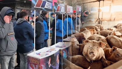 GASE SE SRPSKA SELA Omladinci SNS neće u obor sa svinjama