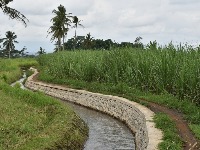 Misterija u Subotici: Leš egzotične životinje nađen u kanalu (VIDEO)