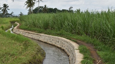 Misterija u Subotici: Leš egzotične životinje nađen u kanalu (VIDEO)