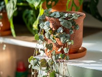 Ova biljka unosi sreću i blagostanje u dom: Obavezno je NABAVITE (FOTO) 