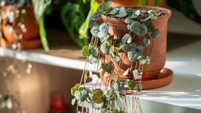 Ova biljka unosi sreću i blagostanje u dom: Obavezno je NABAVITE (FOTO) 