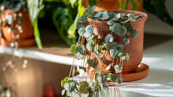 Ova biljka unosi sreću i blagostanje u dom: Obavezno je NABAVITE (FOTO) 