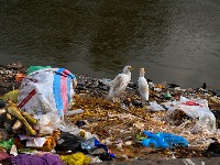 ALARM Na rekama Srbije krivolov, otrovi i tone otpada - ptice nestaju!