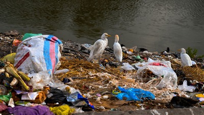 ALARM Na rekama Srbije krivolov, otrovi i tone otpada - ptice nestaju!