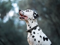 Zašto vam pas okreće leđa? Ovo ponašanje zapravo otkriva više nego što mislite