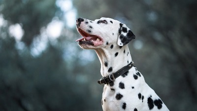 Zašto vam pas okreće leđa? Ovo ponašanje zapravo otkriva više nego što mislite