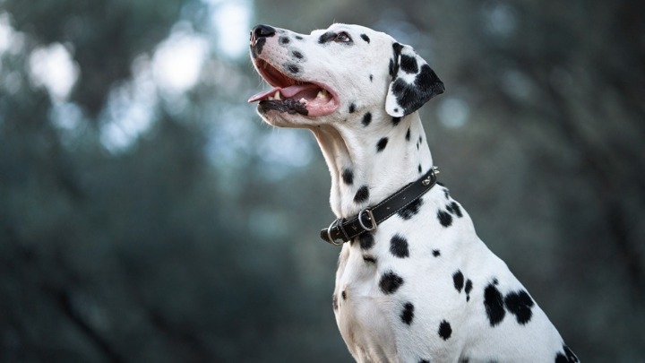 Zašto vam pas okreće leđa? Ovo ponašanje zapravo otkriva više nego što mislite