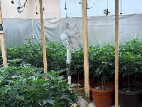 Otkrivene laboratorije i zaplenjena marihuana: Uhapšene dve osobe (FOTO)