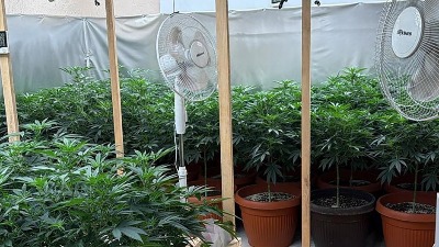 Otkrivene laboratorije i zaplenjena marihuana: Uhapšene dve osobe (FOTO)