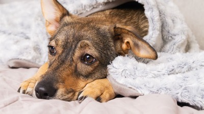 OVU GREŠKU prave skoro svi vlasnici kad ostavljaju psa samog, a može skupo da ih košta