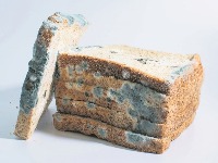 OPREZ SA BUĐI! Neke namirnice možete “spasiti”, ali ove odmah bacite – rizik po zdravlje je ogroman