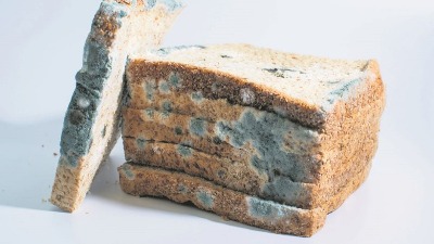 OPREZ SA BUĐI! Neke namirnice možete “spasiti”, ali ove odmah bacite – rizik po zdravlje je ogroman