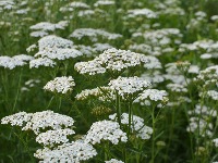 Zaboravljena biljka koja uklanja bol u leđima za 30 minuta: Koristi se vekovima, a danas je skoro niko ne pominje