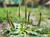Svi je gaze, a ne znaju koliko vredi: Ova biljka je skriveni dragulj svake bašte