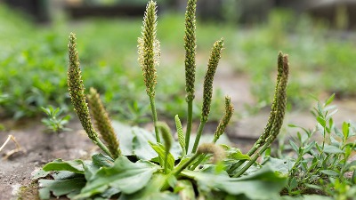 Svi je gaze, a ne znaju koliko vredi: Ova biljka je skriveni dragulj svake bašte