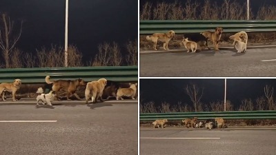 Snimak koji je ODUŠEVIO svet: 7 otetih pasa pobeglo natrag kući (VIDEO)