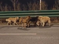 7 pasa pobeglo iz otmice i zajedno prešlo 17 km do kuće (VIDEO)