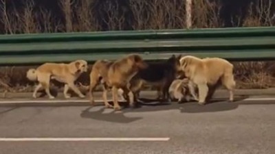 7 pasa pobeglo iz otmice i zajedno prešlo 17 km do kuće (VIDEO)
