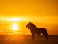 Tužba od 27 miliona dolara zbog prevoda pesme iz Kralja lavova: "Moram da branim svoje pravo na šale"