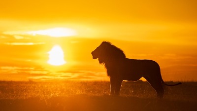 Tužba od 27 miliona dolara zbog prevoda pesme iz Kralja lavova: "Moram da branim svoje pravo na šale"