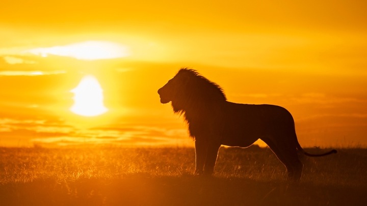 Tužba od 27 miliona dolara zbog prevoda pesme iz Kralja lavova: "Moram da branim svoje pravo na šale"