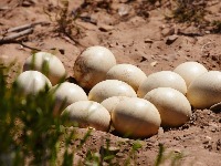 Ovo jaje menja i do 30 kokošijih: Nutritivna bomba koja sve više privlači pažnju