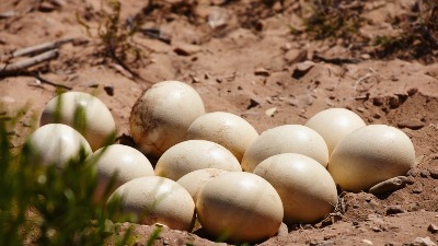 Ovo jaje menja i do 30 kokošijih: Nutritivna bomba koja sve više privlači pažnju