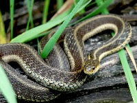 Kako oterati zmije? Stavite ovo u dvorište i bežaće kao lude - više se nikada neće pojaviti