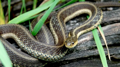 Kako oterati zmije? Stavite ovo u dvorište i bežaće kao lude - više se nikada neće pojaviti