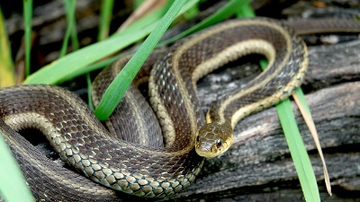 "Ujelo me je preko 200 zmija i namerno sam im dozvolio da mi ubrizgaju otrov: Kada ljudima objasnim zašto, svi ostanu ZABEZEKNUTI"(VIDEO)