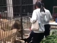 Strava i užas! Lavica umalo rastrgla dete (VIDEO)