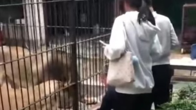 Strava i užas! Lavica umalo rastrgla dete (VIDEO)