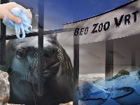 Tragična sudbina foke Berta: Miljenik Beogradskog zoološkog vrta uginuo zbog nemara posetilaca, ugušio se igračkama!