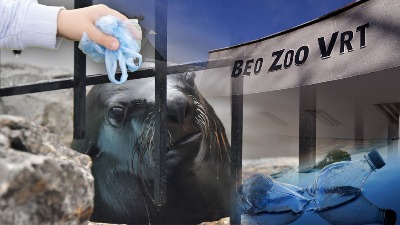 Tragična sudbina foke Berta: Miljenik Beogradskog zoološkog vrta uginuo zbog nemara posetilaca, ugušio se igračkama!