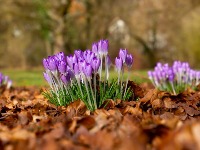 NE BERITE OVO CVEĆE! Kazne idu i do 4.000 evra