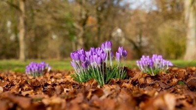 NE BERITE OVO CVEĆE! Kazne idu i do 4.000 evra