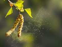 Krenula je sezona alergija: Proverite kalendar i spremite se na vreme