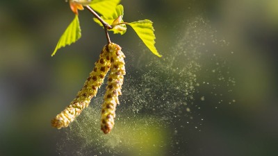 Krenula je sezona alergija: Proverite kalendar i spremite se na vreme