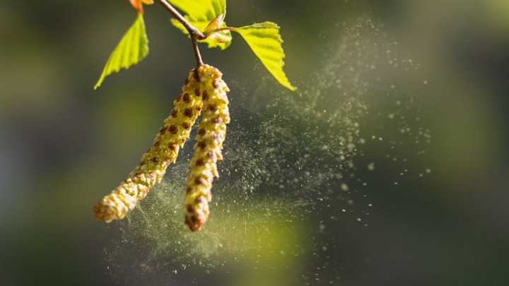 Krenula je sezona alergija: Proverite kalendar i spremite se na vreme