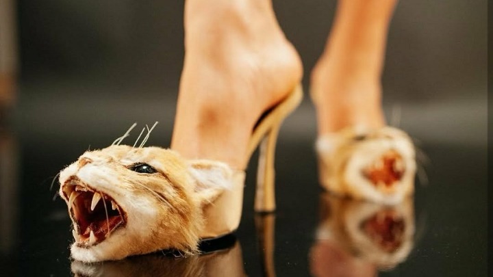 Novi modni komad izazvao buru! Cipele sa ODSEČENIM MAČJIM GLAVAMA šokirale Pariz!