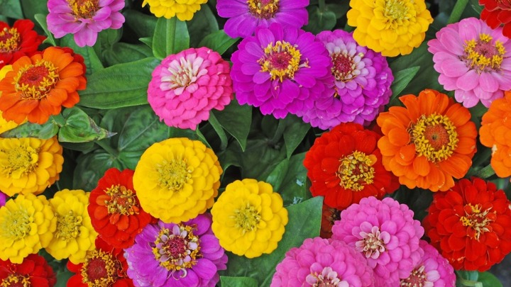 Posadite ovo cveće u aprilu i dvorište će vam procvetati za samo 10 nedelja