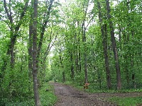 Bajfordova šuma – zelena oaza Beograda koja čuva dah prirode