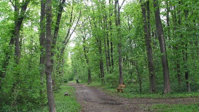 Bajfordova šuma – zelena oaza Beograda koja čuva dah prirode