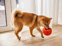 5 rasa pasa koje treba izbegavati ako imate malu decu: Oprez – mogu biti rizični za mališane