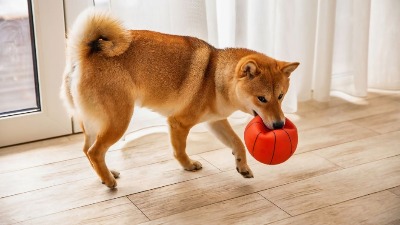 5 rasa pasa koje treba izbegavati ako imate malu decu: Oprez – mogu biti rizični za mališane